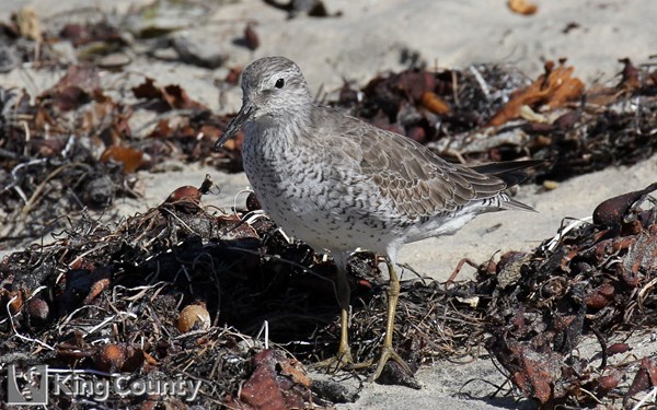 Photo of Calidris canutus